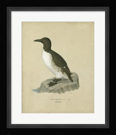 Framed Antique Penguin II Print