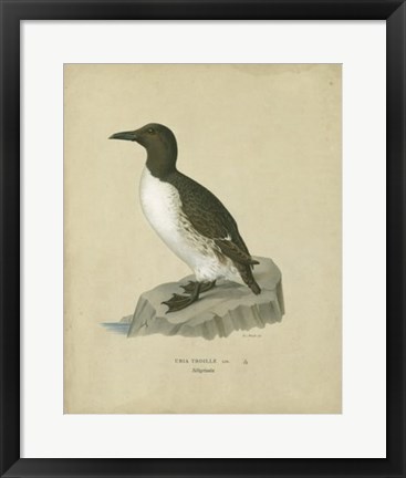 Framed Antique Penguin II Print