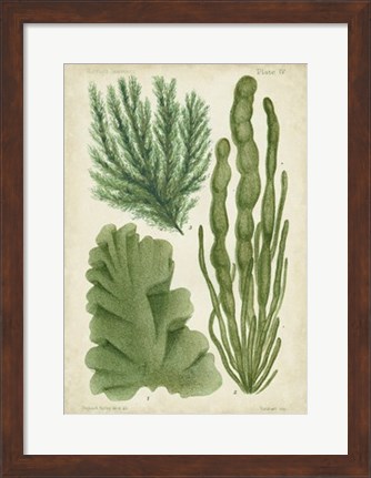 Framed Seaweed Specimen in Green I Print
