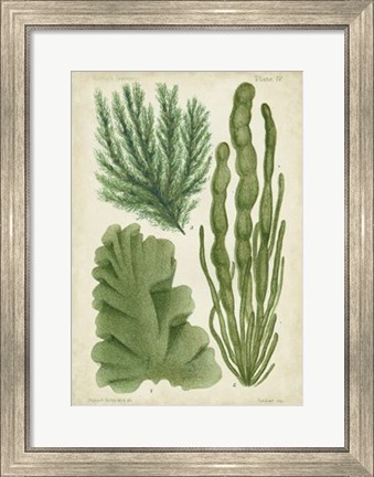Framed Seaweed Specimen in Green I Print
