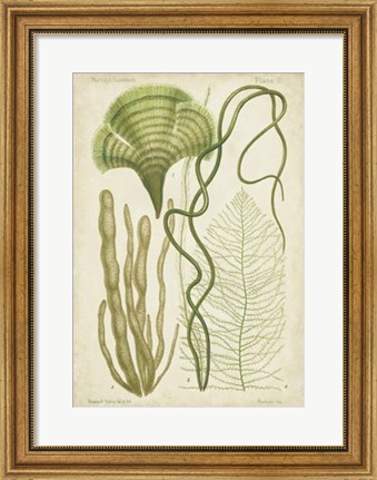 Framed Seaweed Specimen in Green II Print