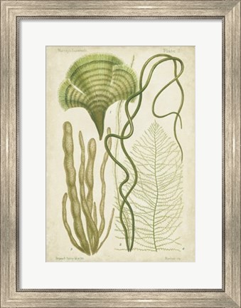Framed Seaweed Specimen in Green II Print