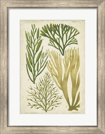 Framed Seaweed Specimen in Green III Print