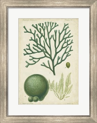 Framed Seaweed Specimen in Green IV Print