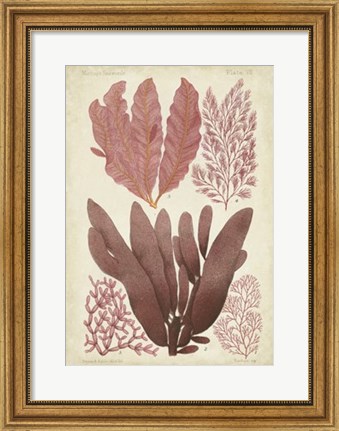 Framed Seaweed Specimen in Coral IV Print