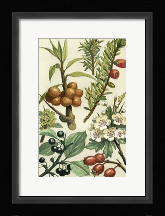 Framed Fruits &amp; Foliage III Print