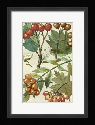 Framed Fruits &amp; Foliage IV Print