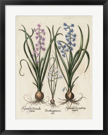 Framed Besler Hyacinth I Print
