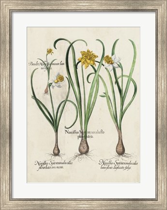 Framed Besler Narcissus I Print