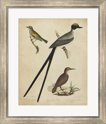 Framed Bonapart Birds III Print