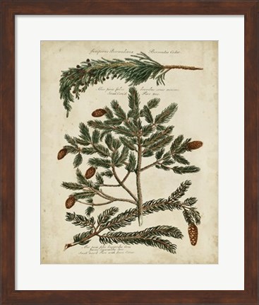 Framed Antique Conifers IV Print