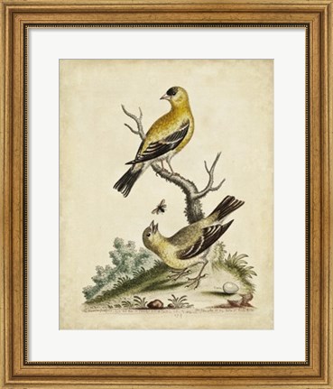 Framed Edwards Bird Pairs III Print