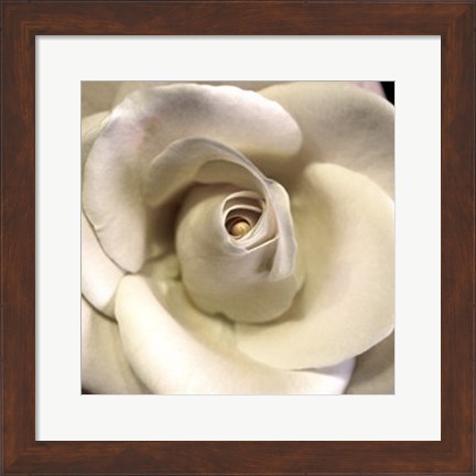 Framed Blushing Rose I Print