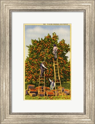Framed Picking Oranges in California, Vintage Post Card Print