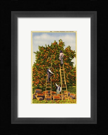 Framed Picking Oranges in California, Vintage Post Card Print