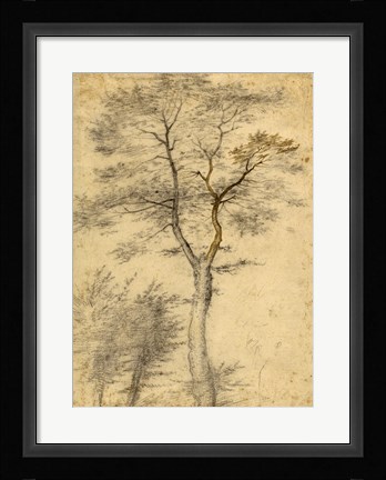 Framed Three Studies of Trees Print