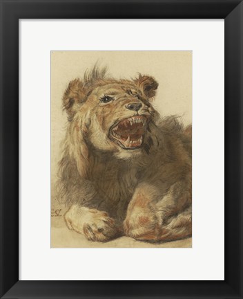 Framed Lion Snarling Print