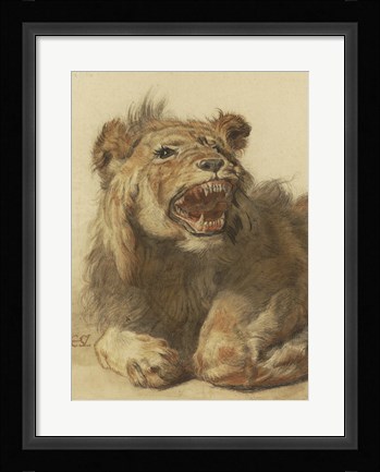 Framed Lion Snarling Print