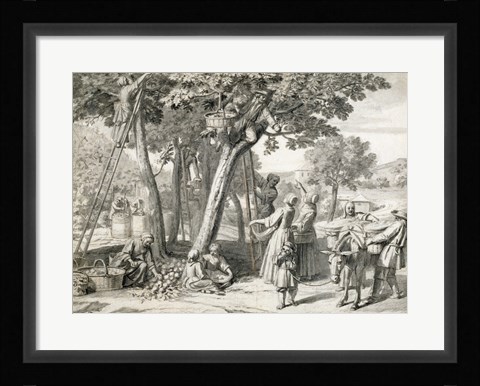 Framed Apple Harvest Print
