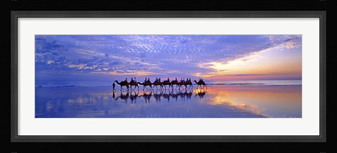 Framed Cable Beach Camels Print