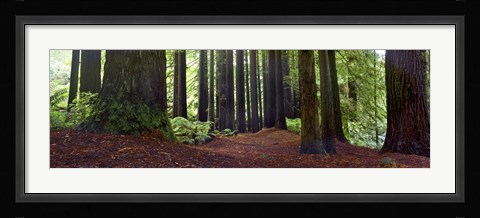 Framed Redwoods 1 Print