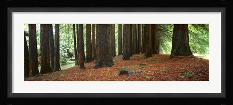 Framed Redwoods 2 Print