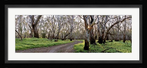 Framed Redgum Forest Print