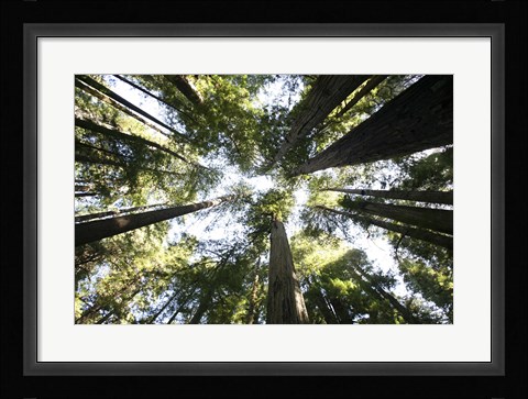 Framed Redwoods Print