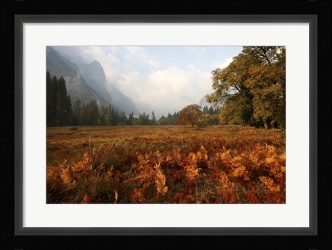 Framed Meadow Print