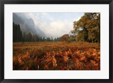 Framed Meadow Print