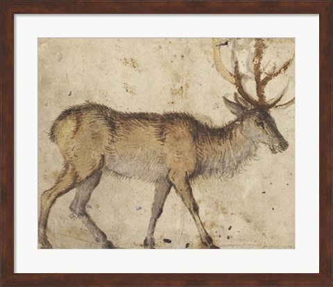 Framed Study of a Stag Print