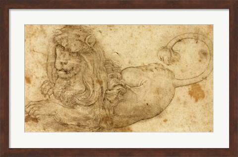 Framed Study of a Lion Print
