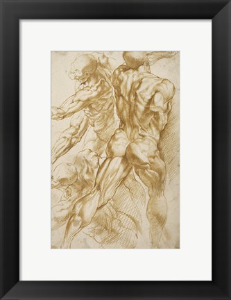 Framed Anatomical Studies Print