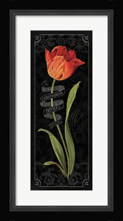 Framed Tulipa Botanica II Print