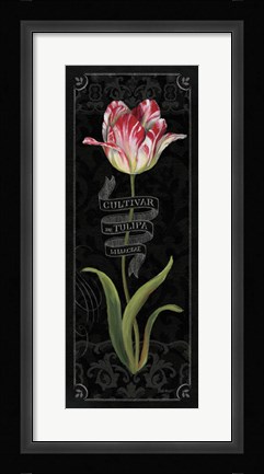 Framed Tulipa Botanica III Print