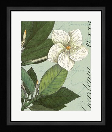 Framed Botanique Bleu III Print