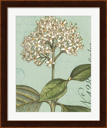 Framed Botanique Bleu IV Print