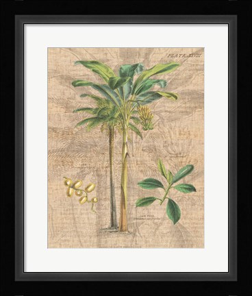 Framed Palm Study I Print