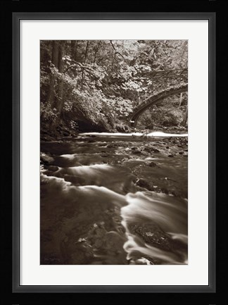 Framed Whatcom Creek Print