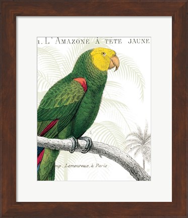 Framed Parrot Botanique I Print