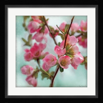 Framed Quince Blossoms II Print