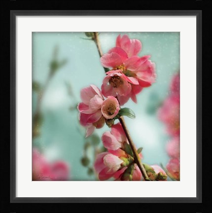 Framed Quince Blossoms III Print