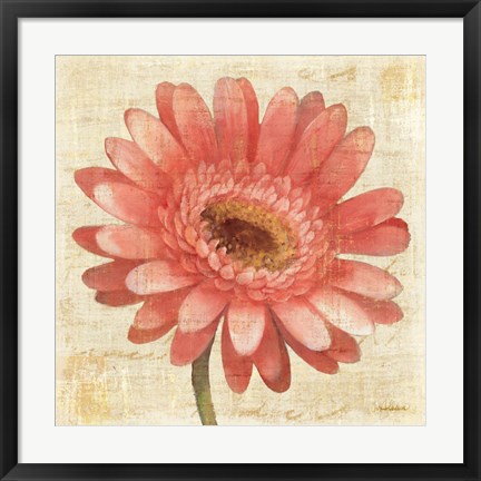 Framed Blushing Gerbera on Cream Print