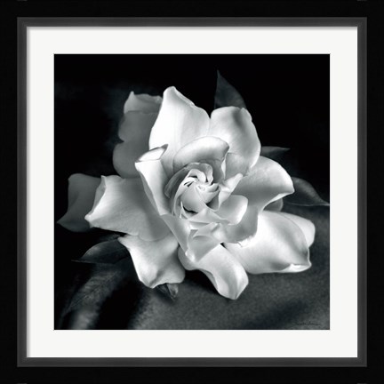 Framed Gardenia Print