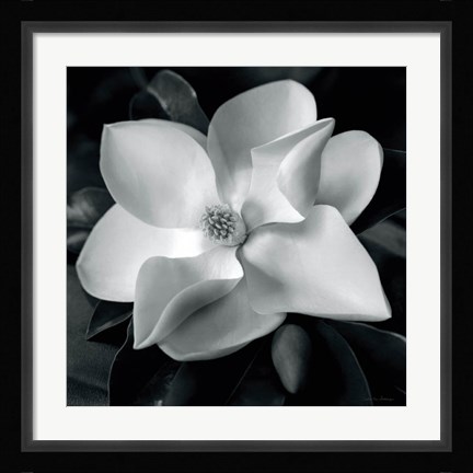 Framed Magnolia Print
