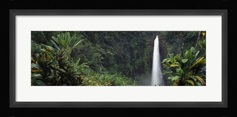 Framed Akaka Falls State Park, Hawaii, USA Print
