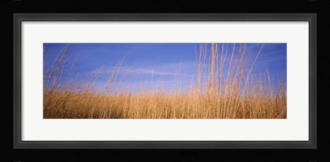 Framed Prairie Grass, Blue Sky, Marion County, Illinois, USA Print