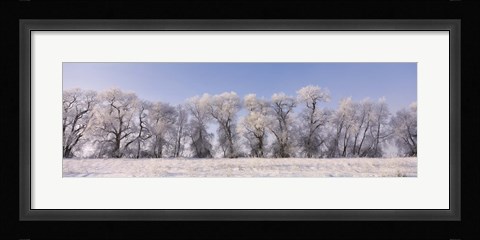 Framed Cottonwood trees covered with snow, Lower Klamath Lake, Siskiyou County, California, USA Print