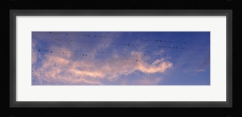 Framed Low angle view of birds perching on wires, Anza Borrego Desert State Park, California, USA Print