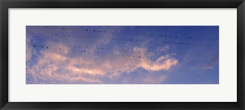 Framed Low angle view of birds perching on wires, Anza Borrego Desert State Park, California, USA Print